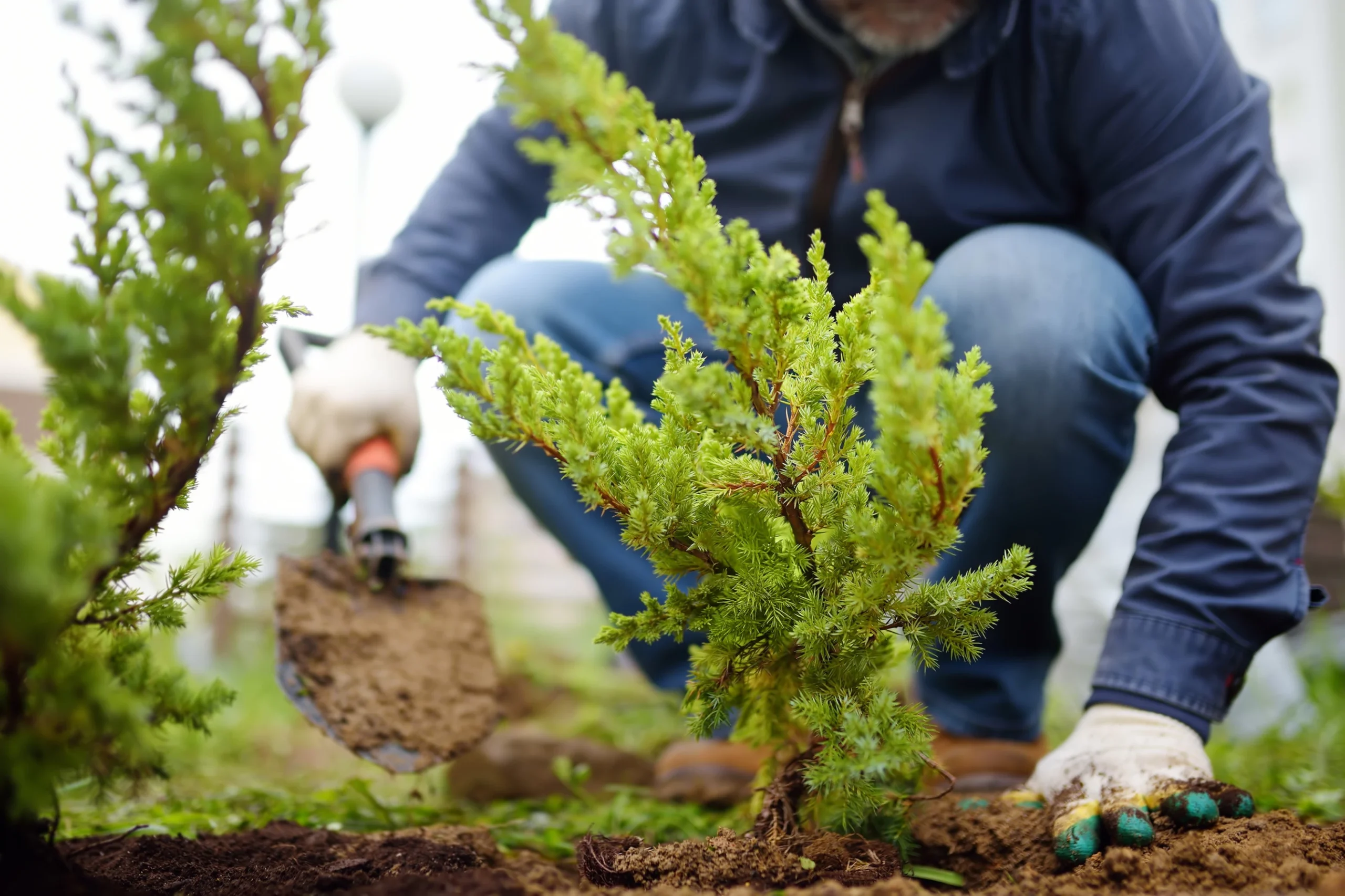 Professional tree planting