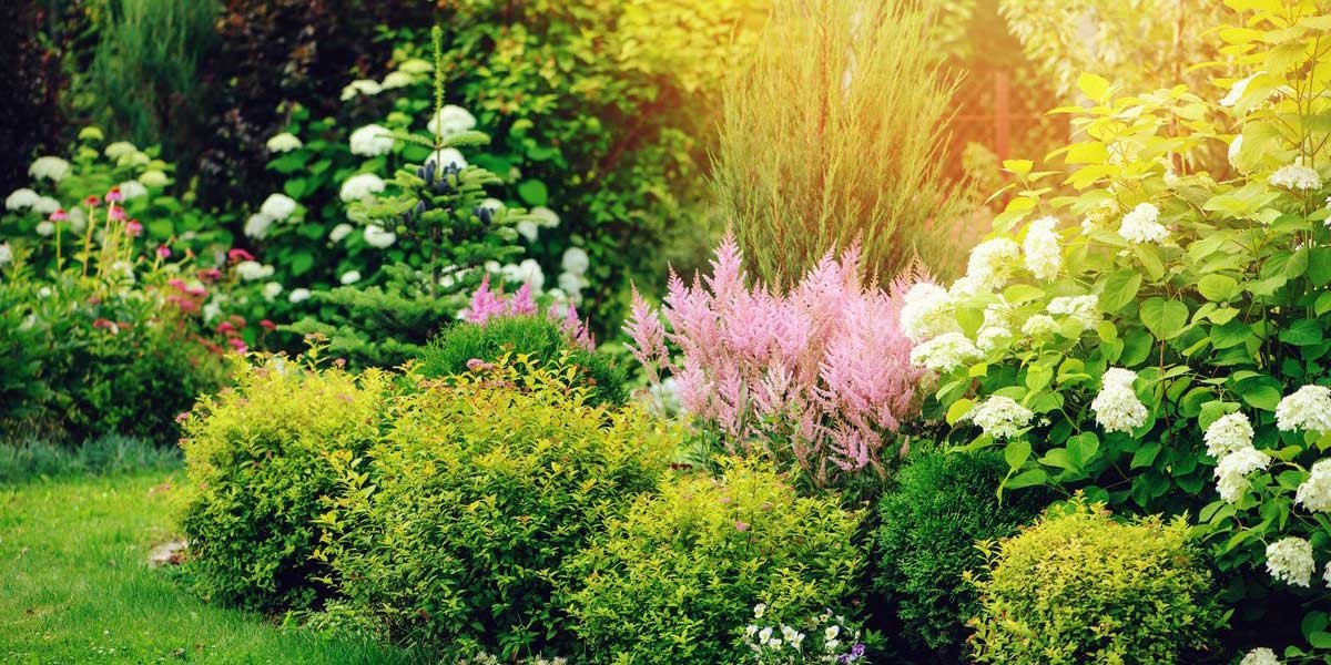 Beautiful shrub planting