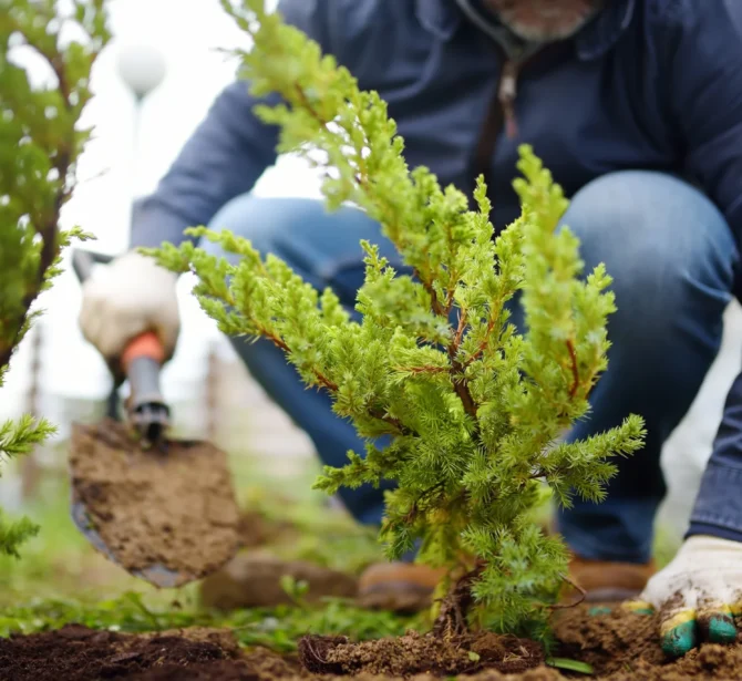 1732537652028-garden-planting 1732537652028-garden-planting